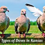 Dove in Kansas