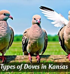 Dove in Kansas