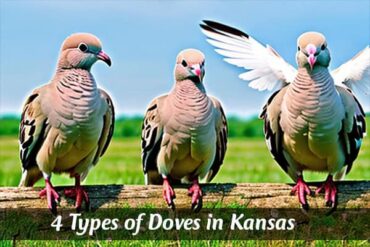 Dove in Kansas