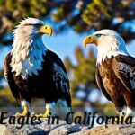 Eagles in California