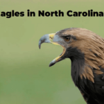 Eagles in North Carolina