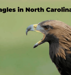 Eagles in North Carolina