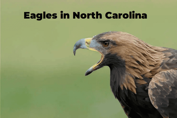 Eagles in North Carolina