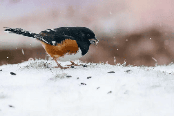 Eastern Towhee