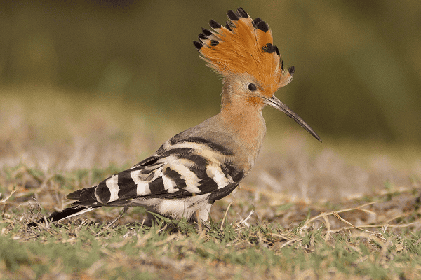 Eurasian Hoopoe