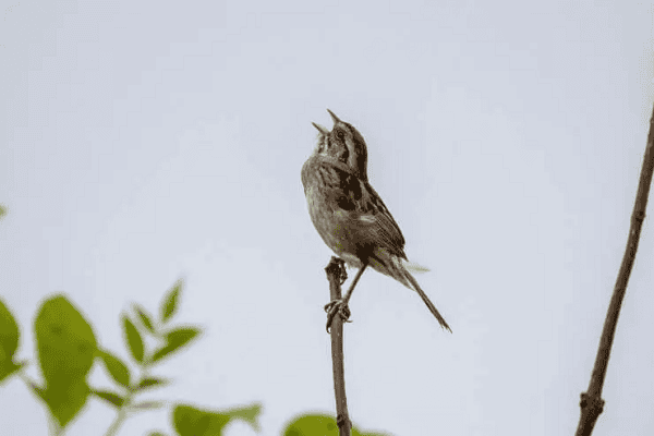 Field Sparrow