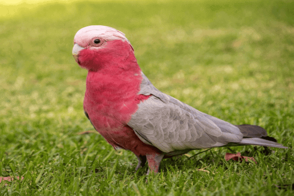 Galah