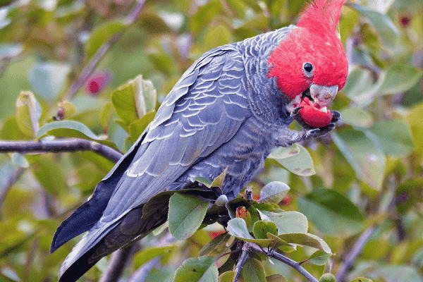 Gang-gang Cockatoo