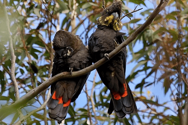 Glossy Black Cockatoo