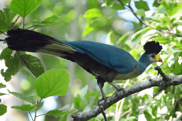 Great Blue Turaco