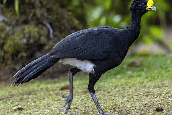 Great Curassow