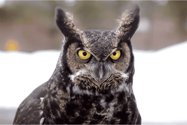 Great Horned Owl