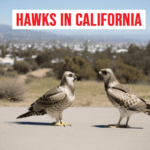 Hawks in California