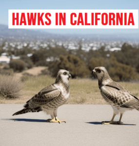 Hawks in California