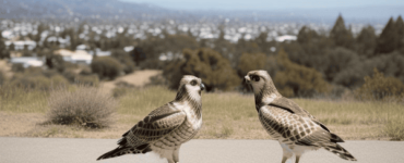 Hawks in California