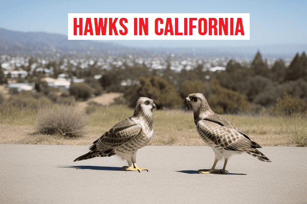 Hawks in California