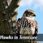 Hawks in Tennessee