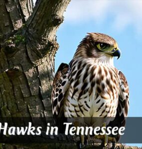 Hawks in Tennessee