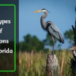 Herons in Florida