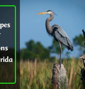 Herons in Florida