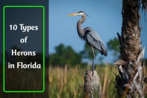 Herons in Florida