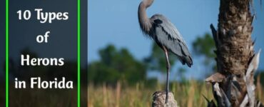 Herons in Florida