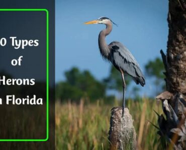 Herons in Florida