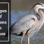 Herons in Texas