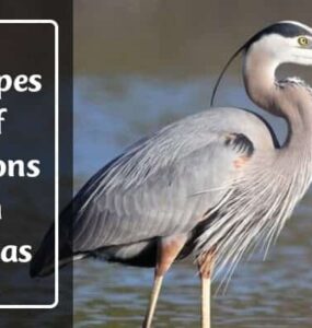 Herons in Texas