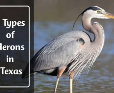 Herons in Texas