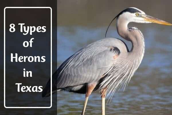 Herons in Texas