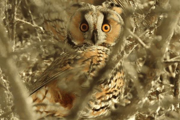 Long-eared Owl