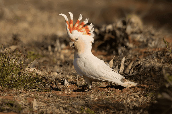 Major Mitchell’s Cockatoo