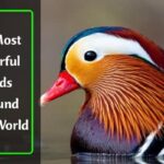 Most Colorful Birds