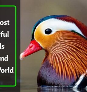 Most Colorful Birds