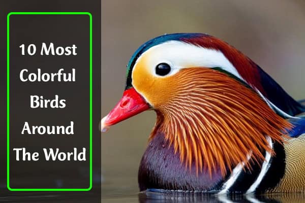 Most Colorful Birds