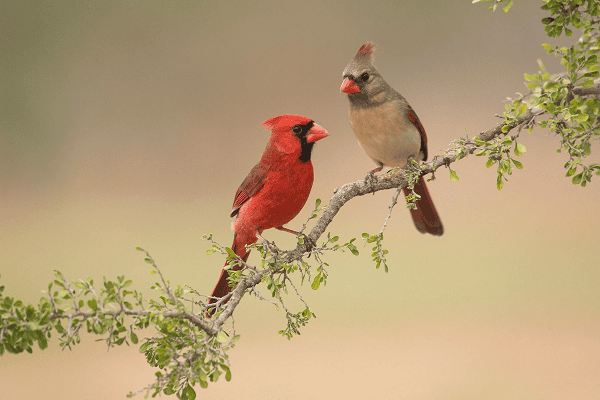 Northern Cardinal