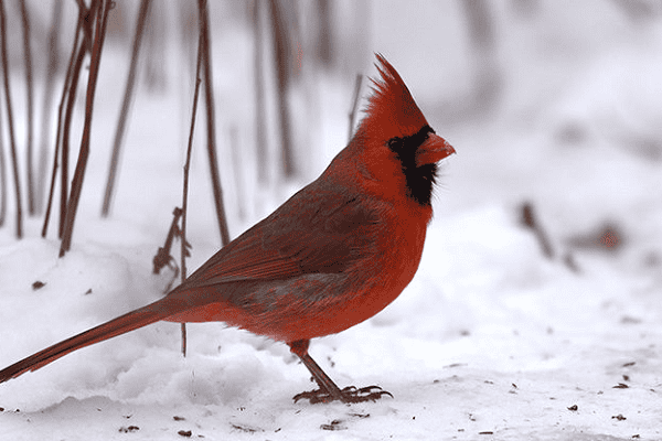 Northern Cardinal