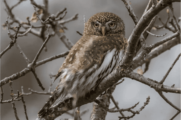 Northern Pygmy Owl