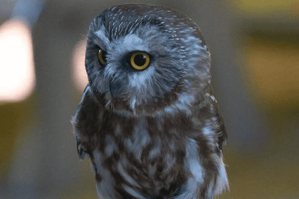 Northern Saw-whet Owl