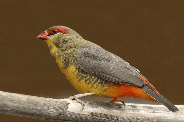 Orange-breasted Waxbill