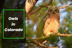 Owls in Colorado