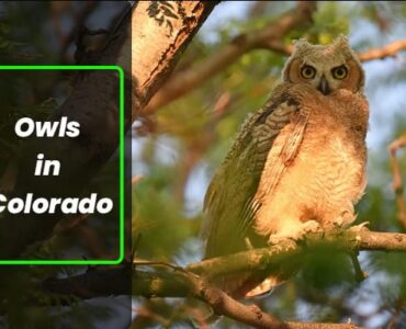 Owls in Colorado