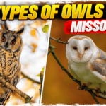 Owls in Missouri