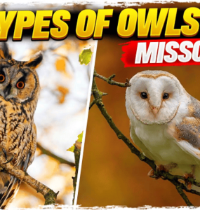 Owls in Missouri