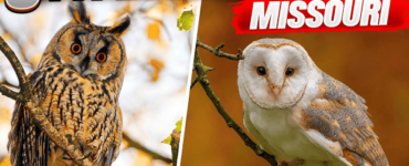 Owls in Missouri