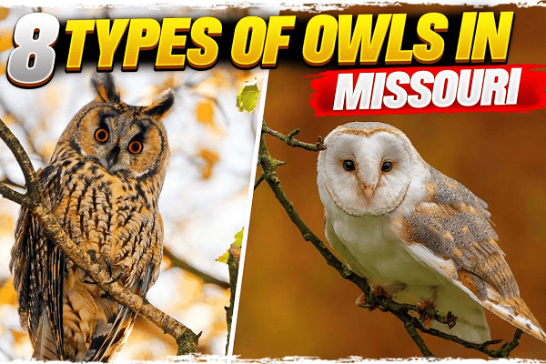 Owls in Missouri