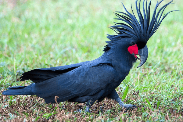 Palm Cockatoo