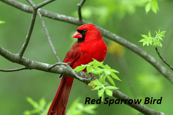 Red Sparrow Bird