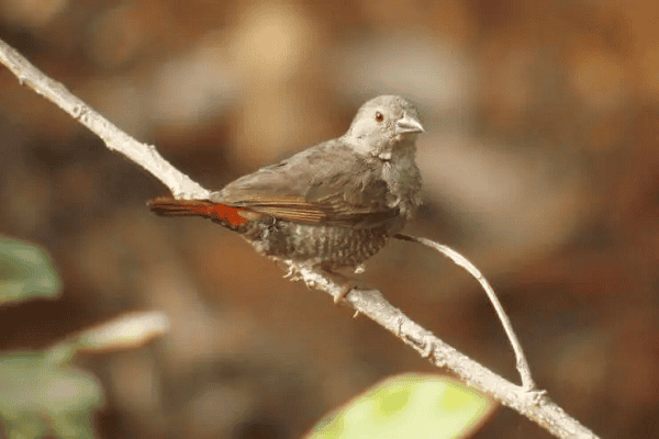 Red-faced Crimsonwing